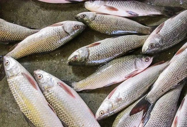 我国鲤鱼"入侵"全球水域,泛滥成灾,无法控制|淡水鱼