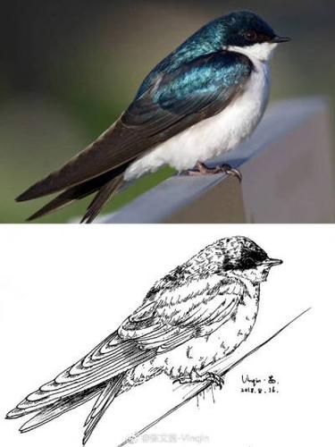 动物 鸟 线描 cr . 微博 : 张文茜-vinqin