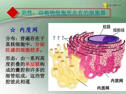 粗面内质网 光面内质网 第4页 (共33页,当前第4页) 你可能喜欢 减数