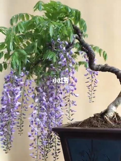 日本丰花紫藤～紫罗兰盆景_日本_盆景_庭院_家居家装