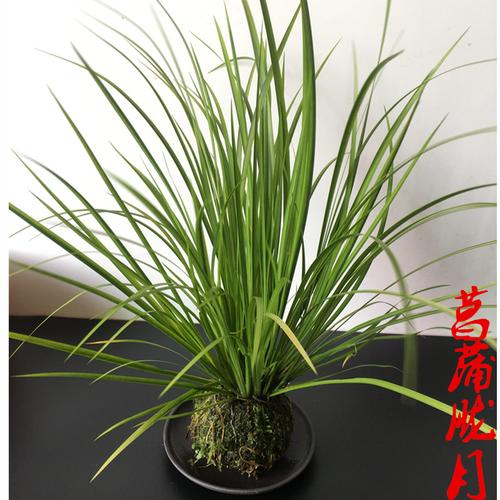 植物菖蒲胧月盆栽苔藓微型盆景随手香好养水绿植