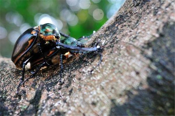 盘点十大濒临灭绝昆虫,你认识哪几种?