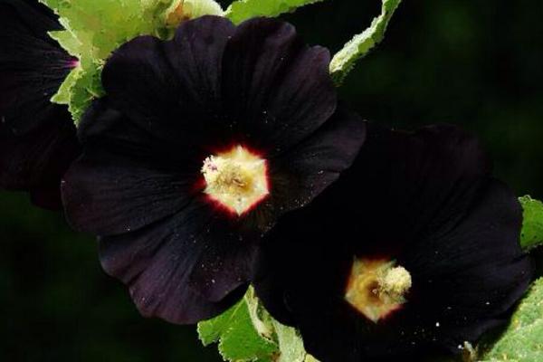 黑色曼陀罗花的花语是什么 黑色曼陀罗花的传说