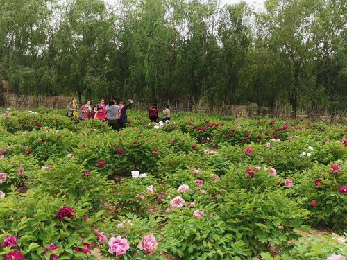 一一德州减河牡丹园记(b篇2019.4.29