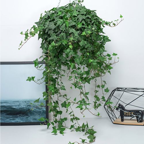 常春藤盆栽植物常青藤绿植吊兰净化空气垂吊盆栽长春藤美迪花世界