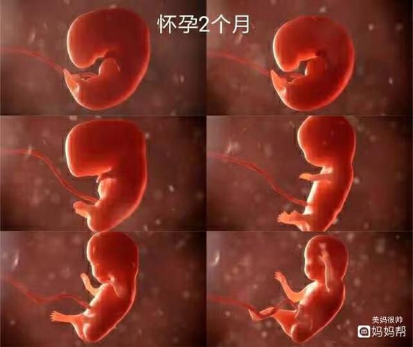 孕2月胎芽发育快报:b超单上能看见这"四物",预示胎儿很稳定