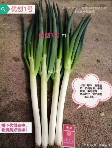 免培土网红大葱品种及栽培技术