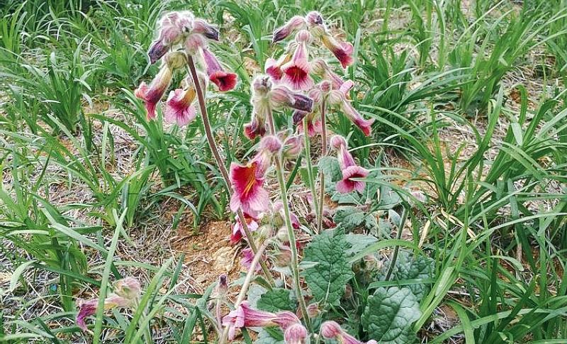 俗称"酒壶花"根极为珍贵,腌酱菜味道好,目前16元一斤