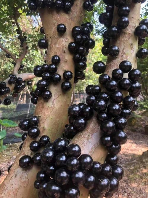 [嘉宝果批发]嘉宝果 6~8g价格98.00元/斤 - 一亩田