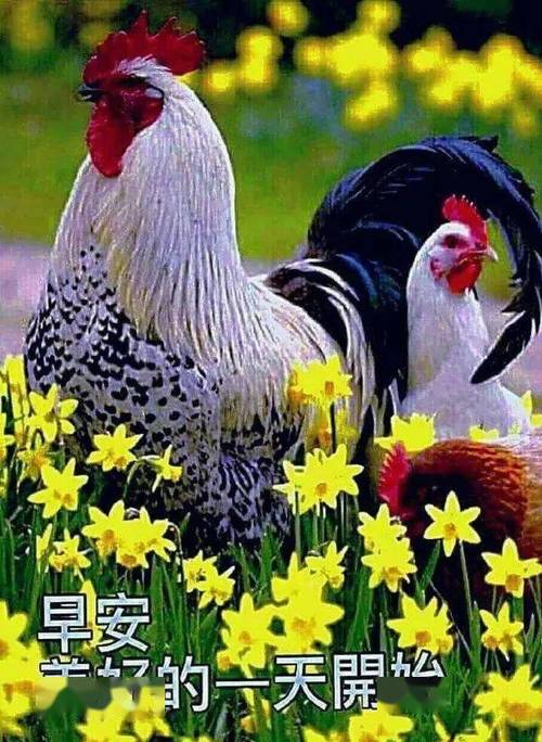 11月23日清晨早上好动画表情图带字 清晨祝福朋友经典语录大全