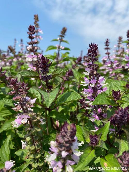 罗勒花,给人带来吉祥的香草之王!