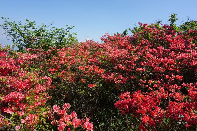 4月30日37驴爬临海大雷山赏杜鹃花