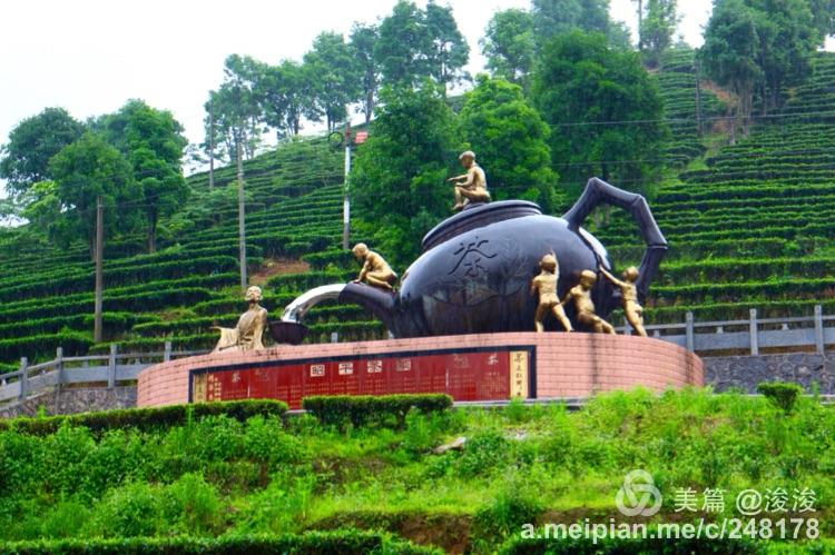 昭平大脑山茶园