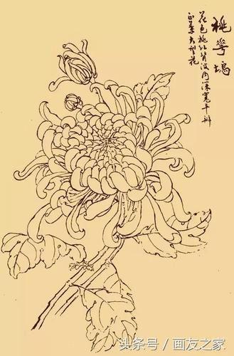 白描菊花