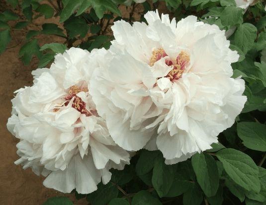 心理测试你觉得哪朵牡丹花最美看有什么好事砸到你头上