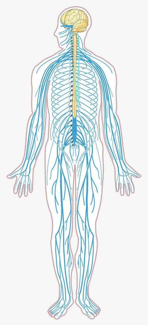 关键词 : 神经系统,人体组织,神经结构,脑神经,脊神经