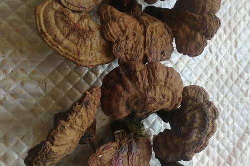 0/斤 木灵芝现货一斤