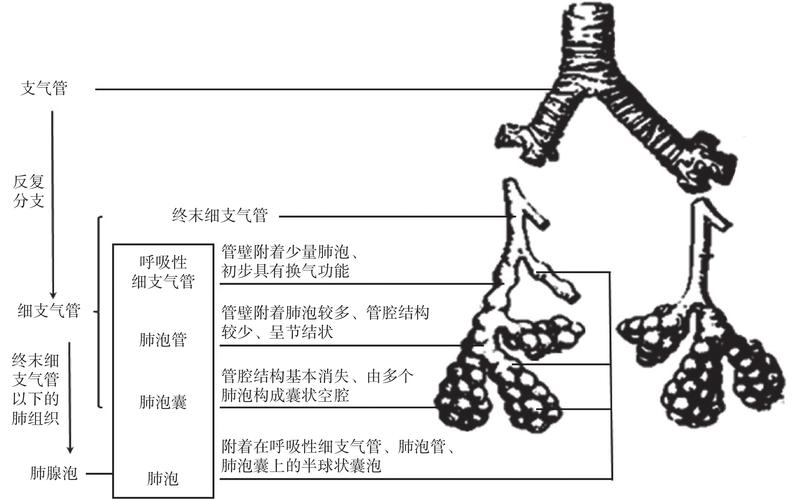 2019, 3  文章全文 如图 1 所示,肺腺泡是指终末细支气管以下的肺组织