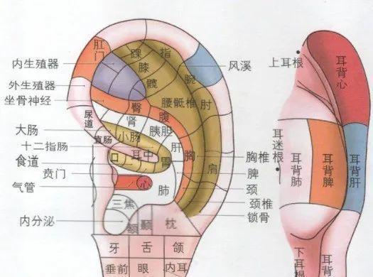 1,耳朵与经络耳朵虽小,却联系经络,脏腑与神经,因此,耳朵被誉为人体