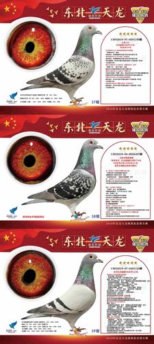 东北天龙鸽苑 2019年拍卖会专集欣赏