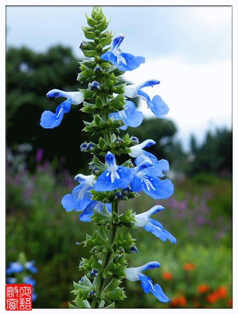 [转载]天蓝鼠尾草