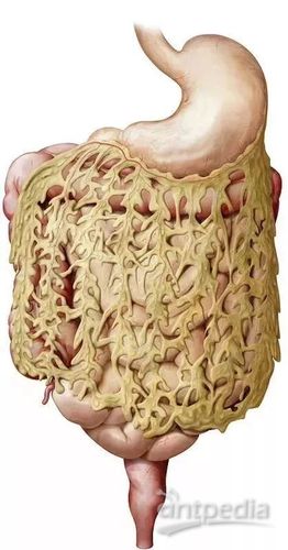肚子里的肥肉,也就是包着内脏的肥肉,叫做 内脏脂肪组织(vat),它们