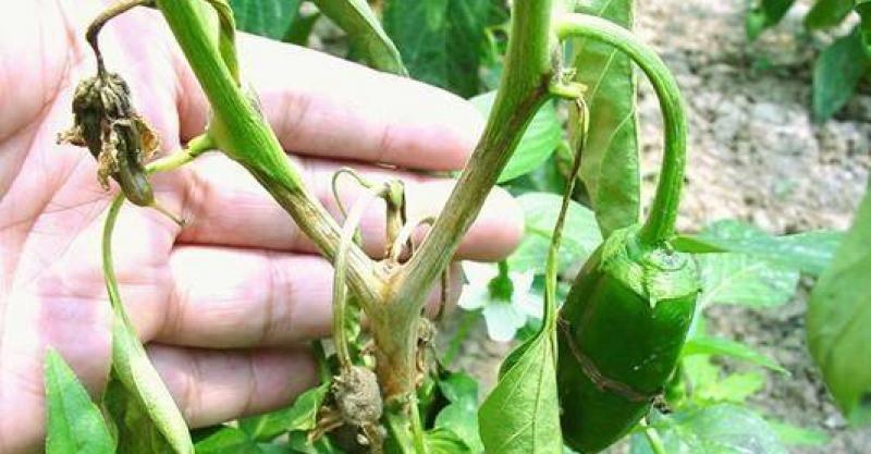 叶斑病,枯萎病,斑枯病,炭疽病,立枯病,菌核病,根腐病等等都会在辣椒的