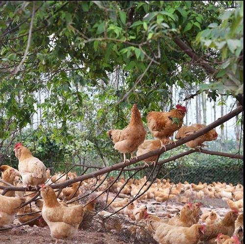 食材分享|探秘年味,龙门胡须鸡,让你领略广东新年的味道