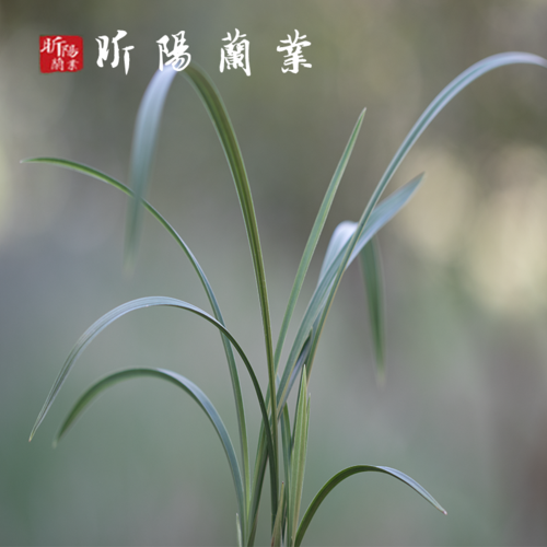昕阳兰业兰花春兰兰色花素花老文团素精致室内花卉