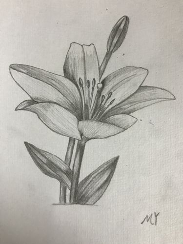 18百合花素描