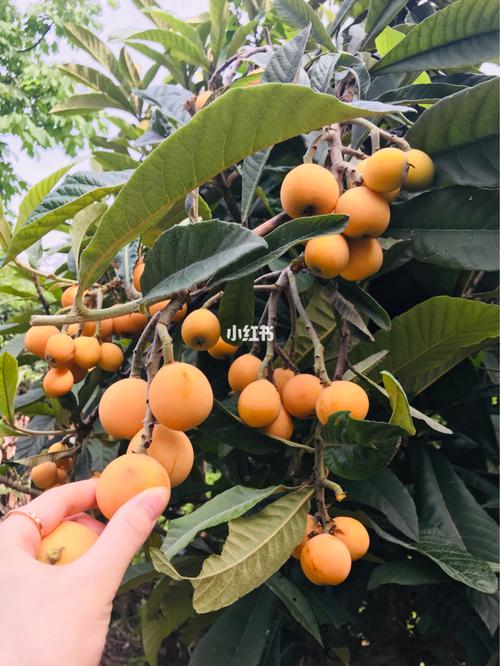 家里枇杷树结果了_植树节去哪玩_美食_零食测评
