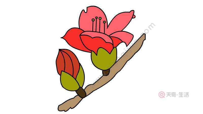 五羊加木棉花简笔画图