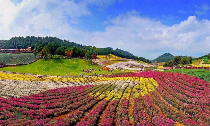 ( 麻江县卡乌菊花园)