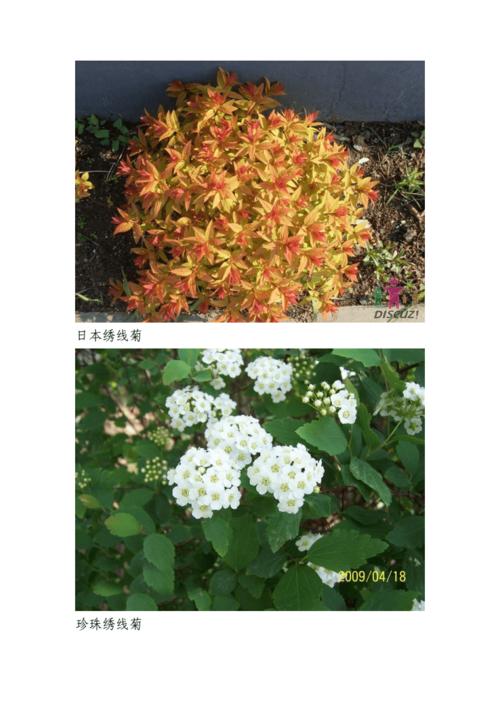 适合北方栽培地一些庭院灌木.doc 22页