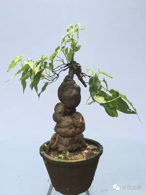 古雅别致的"何首乌盆景"