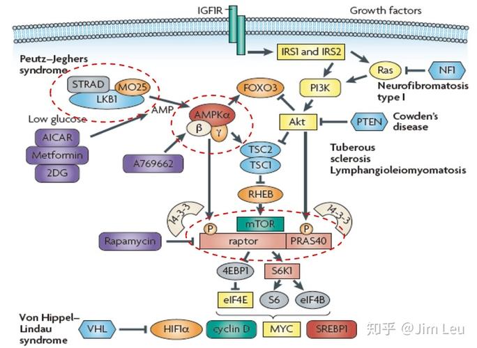 stk11/ampk/mtor信号通路(nature reviews cancer   2009,  :563–