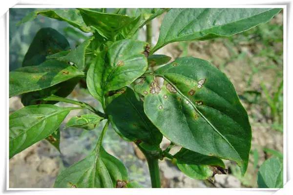 【帝益肥】农技|辣椒病害超高清图谱