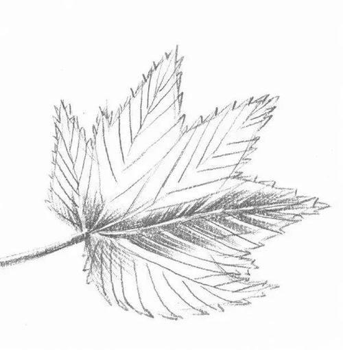 简单素描画枫叶
