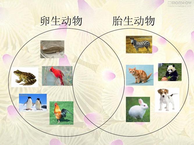 小学科学课件配套助教方案 卵生动物 胎生动物