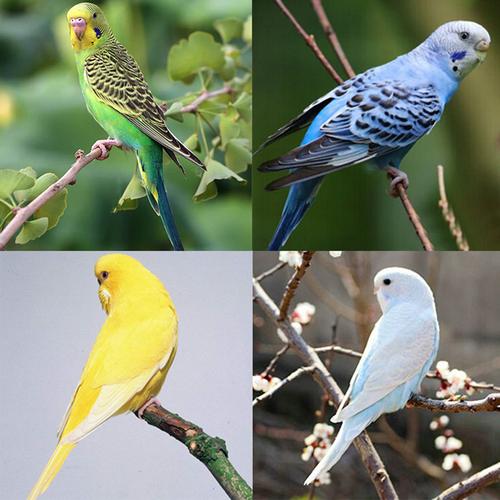 活鸟虎皮鹦鹉中小型宠物学说活可繁殖观赏鸟云鸟