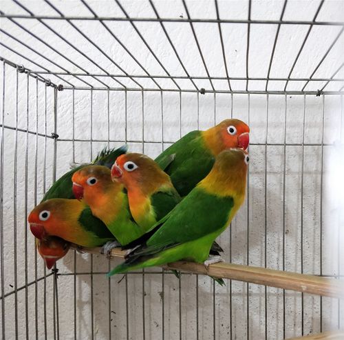 牡丹鹦鹉养在阳台怕晒吗