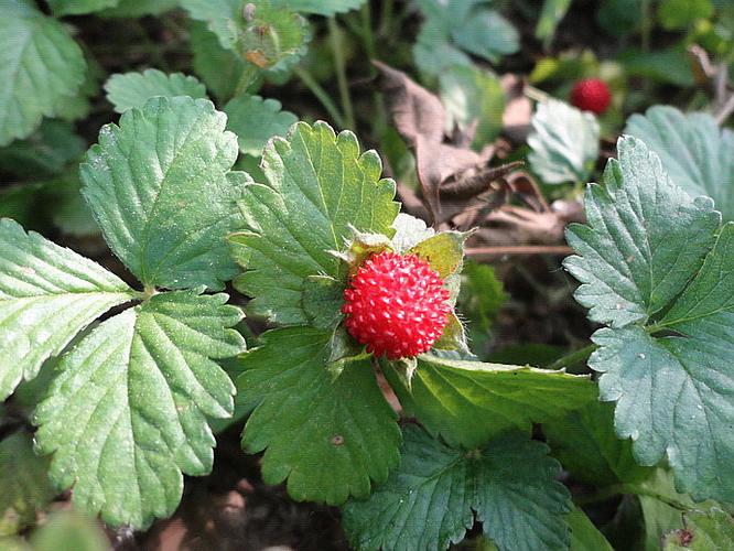 蛇莓有哪些功效和作用,农村的蛇莓果能吃吗?