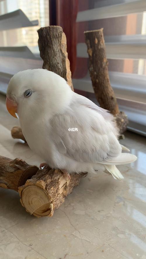 紫伊莎_牡丹_手养牡丹鹦鹉_宠物_宠物其他