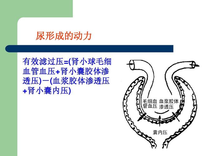 尿形成的动力 有效滤过压=(肾小球毛细 血管血压 肾小囊胶体渗 透压)