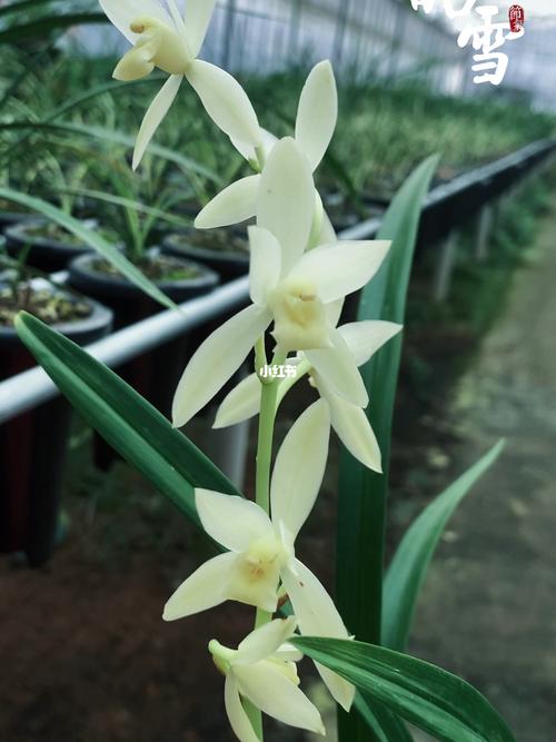 建兰皓雪_家装_花艺_家居_家居装饰_家居家装_家居装饰_花艺
