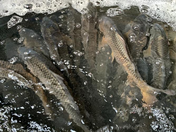 不管解冻什么鱼用水泡就废了记住2点吃着跟活鱼一样鲜