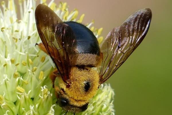富黄斑蜂肩亚种
