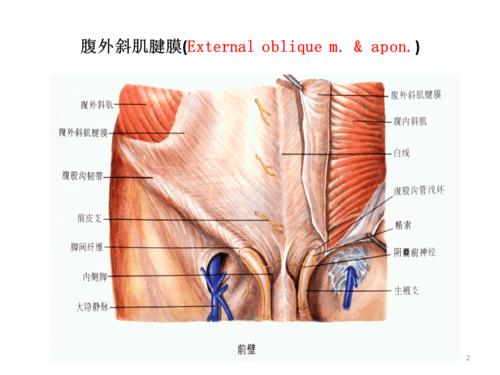 疝-腹股沟疝解剖图谱ppt课件.ppt