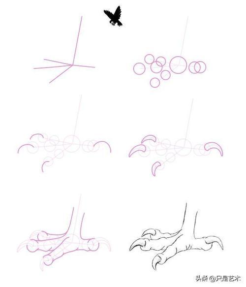 鸟类爪子的画法超详细你确定不收藏一下吗