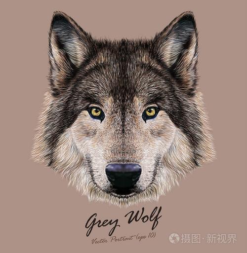 狼的动物脸. 可怕的灰色头. 现实的毛灰狼插画-正版0d